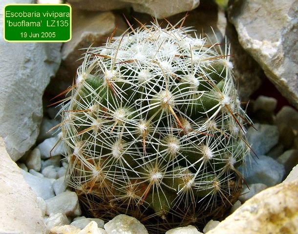 Escobaria _vivipara 'buoflama'  _LZ135_ 04